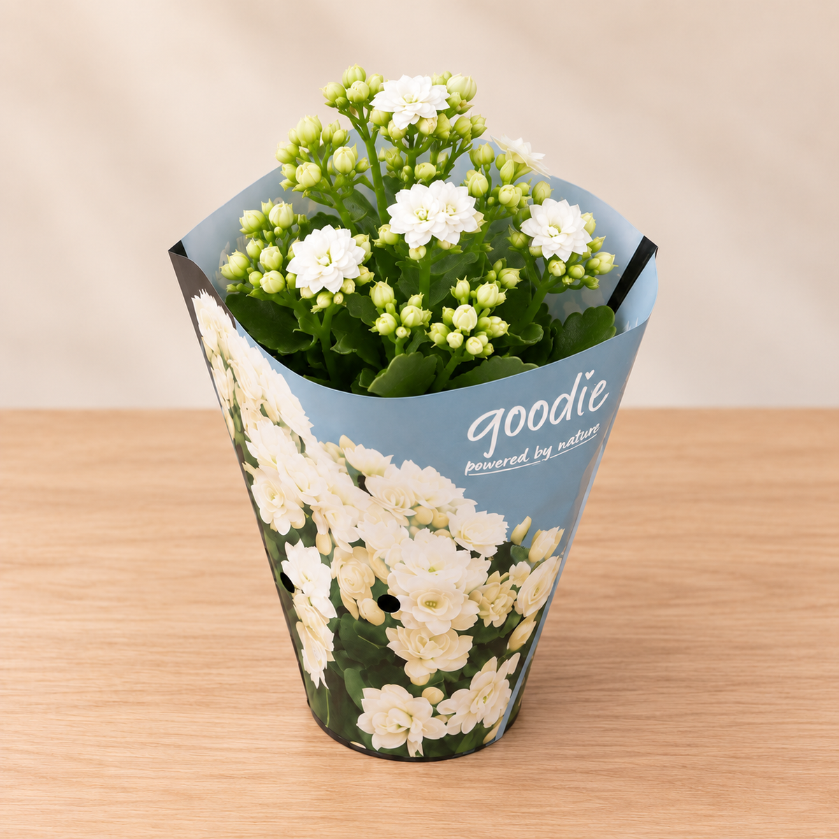 Double-Flowering Kalanchoe Plant