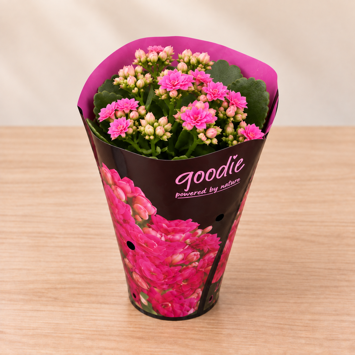 Double-Flowering Kalanchoe Plant