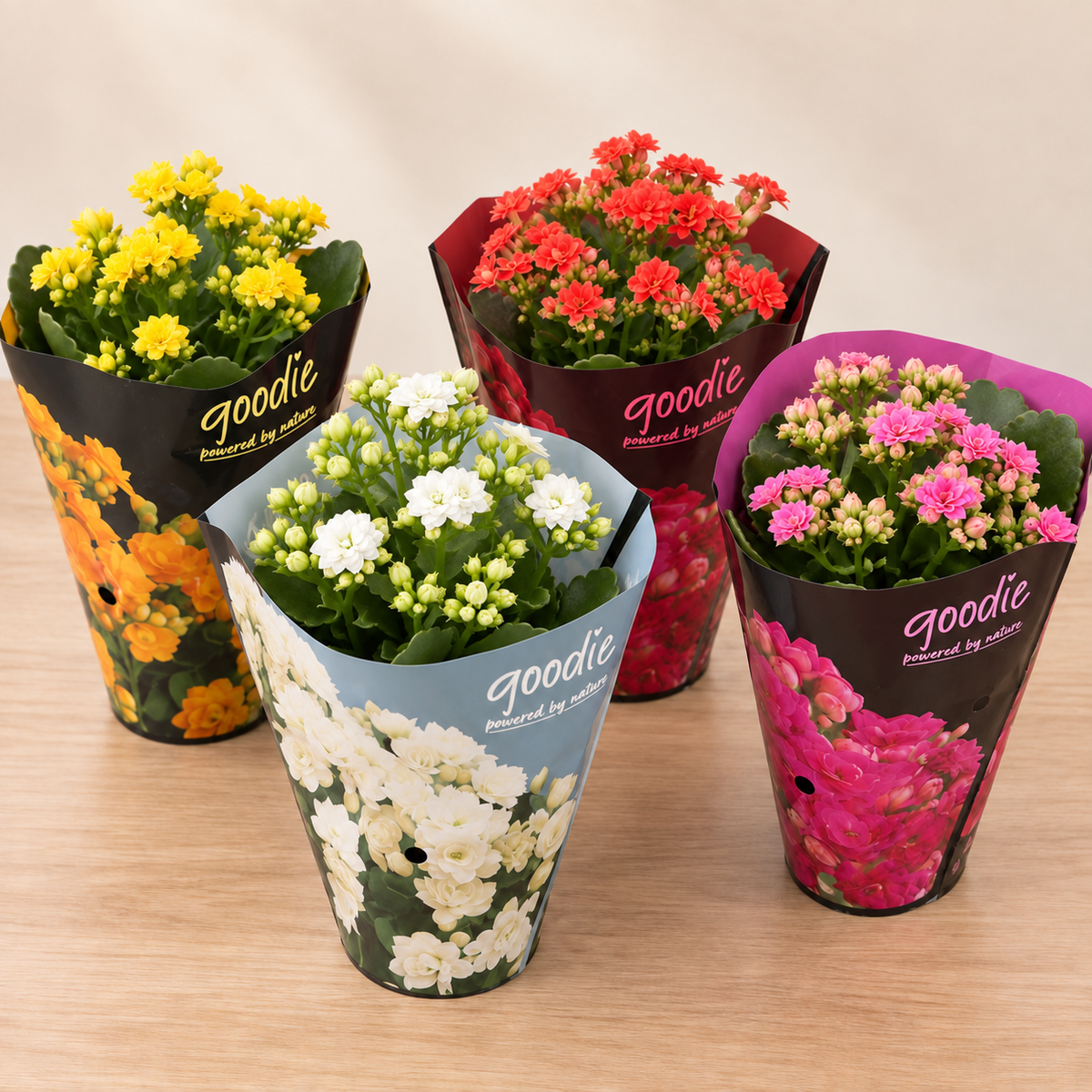 Double-Flowering Kalanchoe Plant