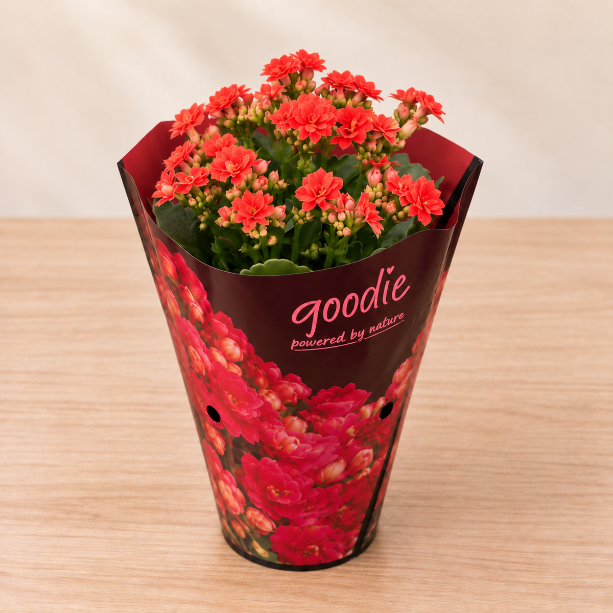 Double-Flowering Kalanchoe Plant