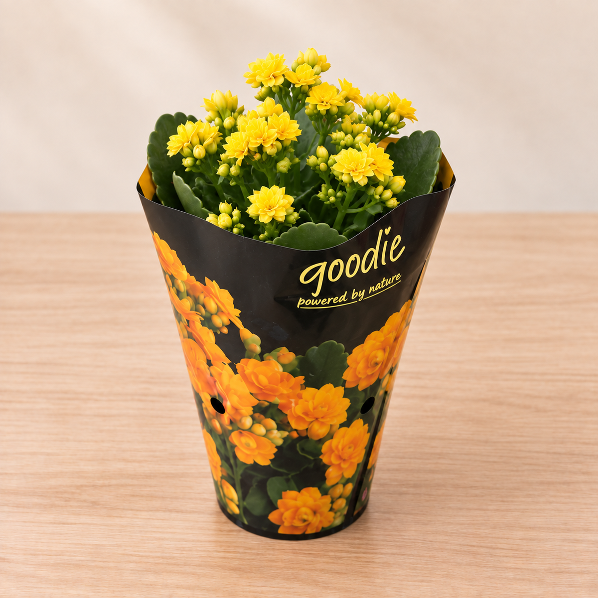 Double-Flowering Kalanchoe Plant
