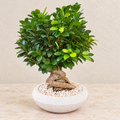 Ginseng Ficus Bonsai