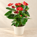 Red Anthurium